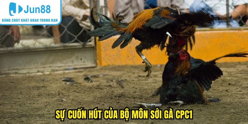Sự cuốn hút của bộ môn sới gà CPC1